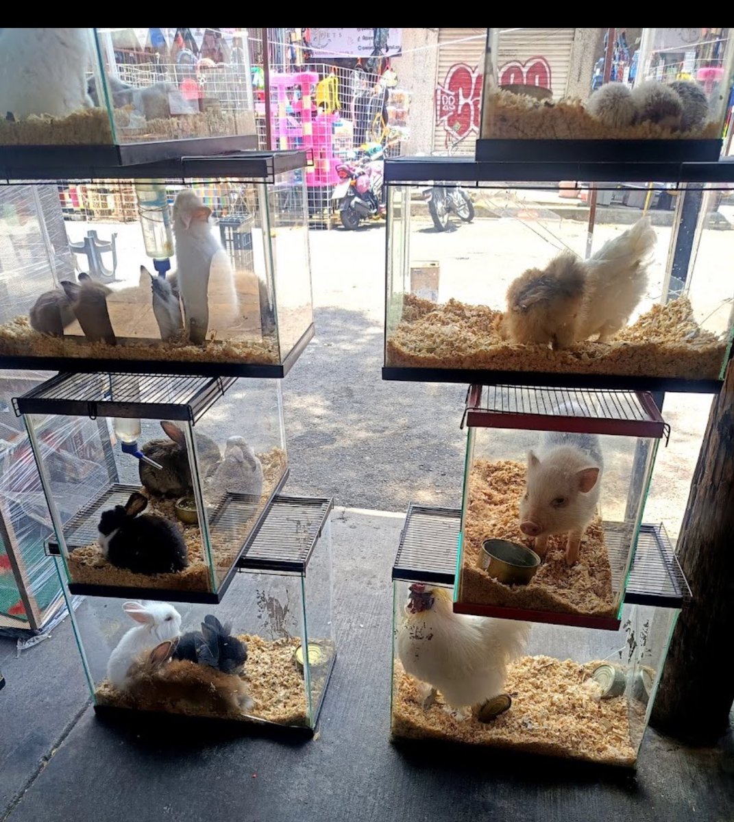 VaPorSusDerechos tweet media