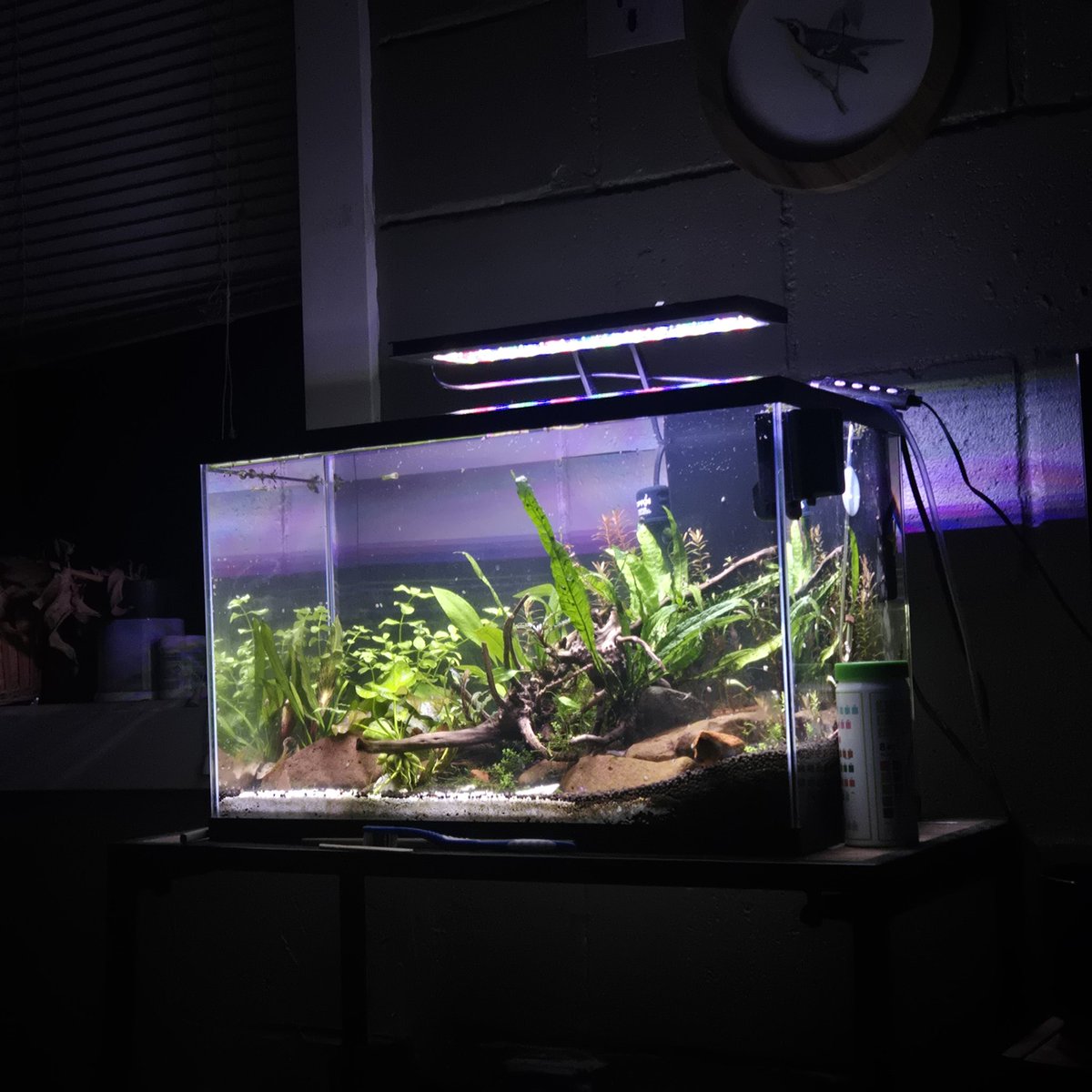 allie🐛 tweet media