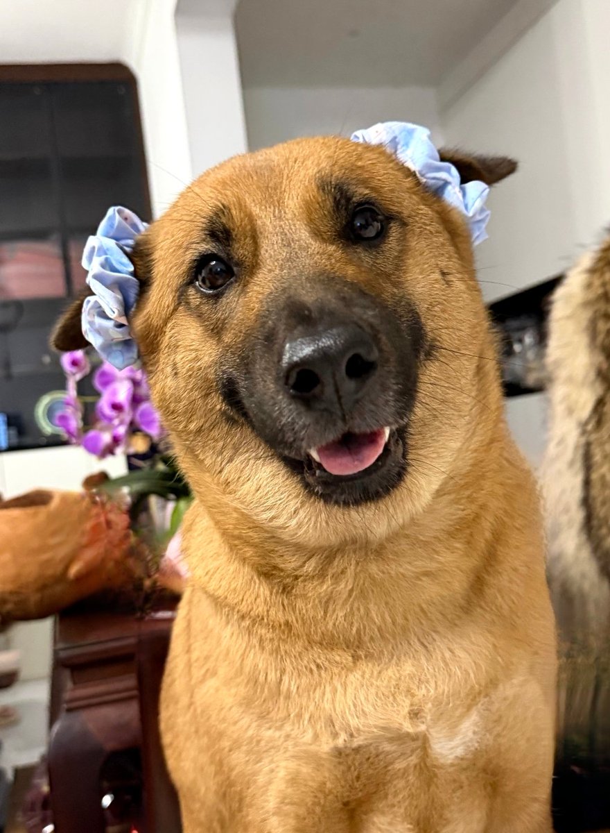 daily post tweet media