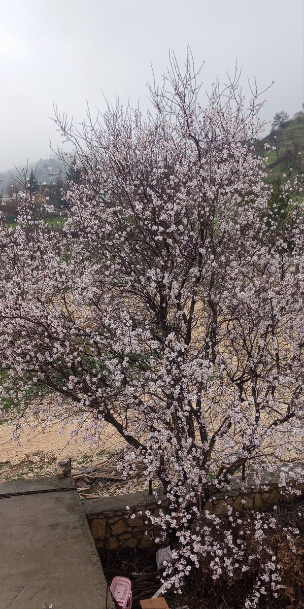 İyi akşamlar 💫
Memleketime Bahar gelmiş 🌸
Ağaçlar süslenmiş 🌼🌞🫶