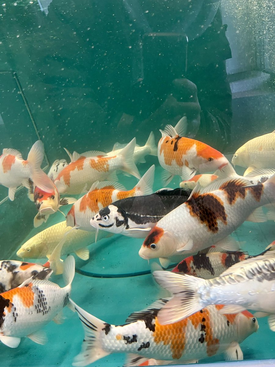 yutaka ikeda tweet media