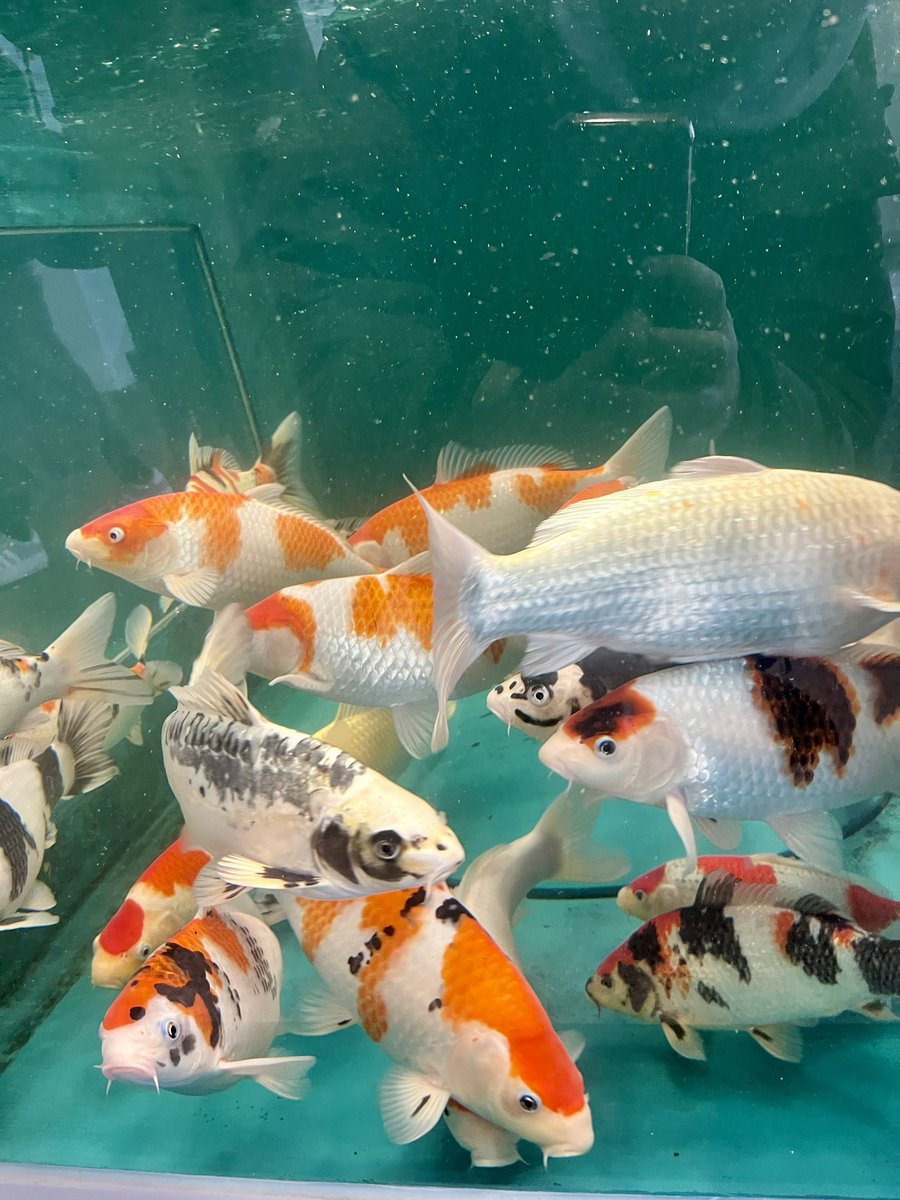 yutaka ikeda tweet media