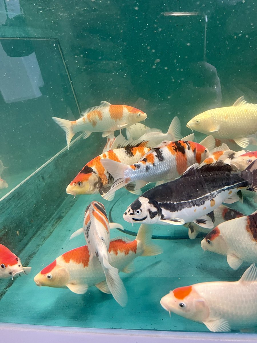 yutaka ikeda tweet media