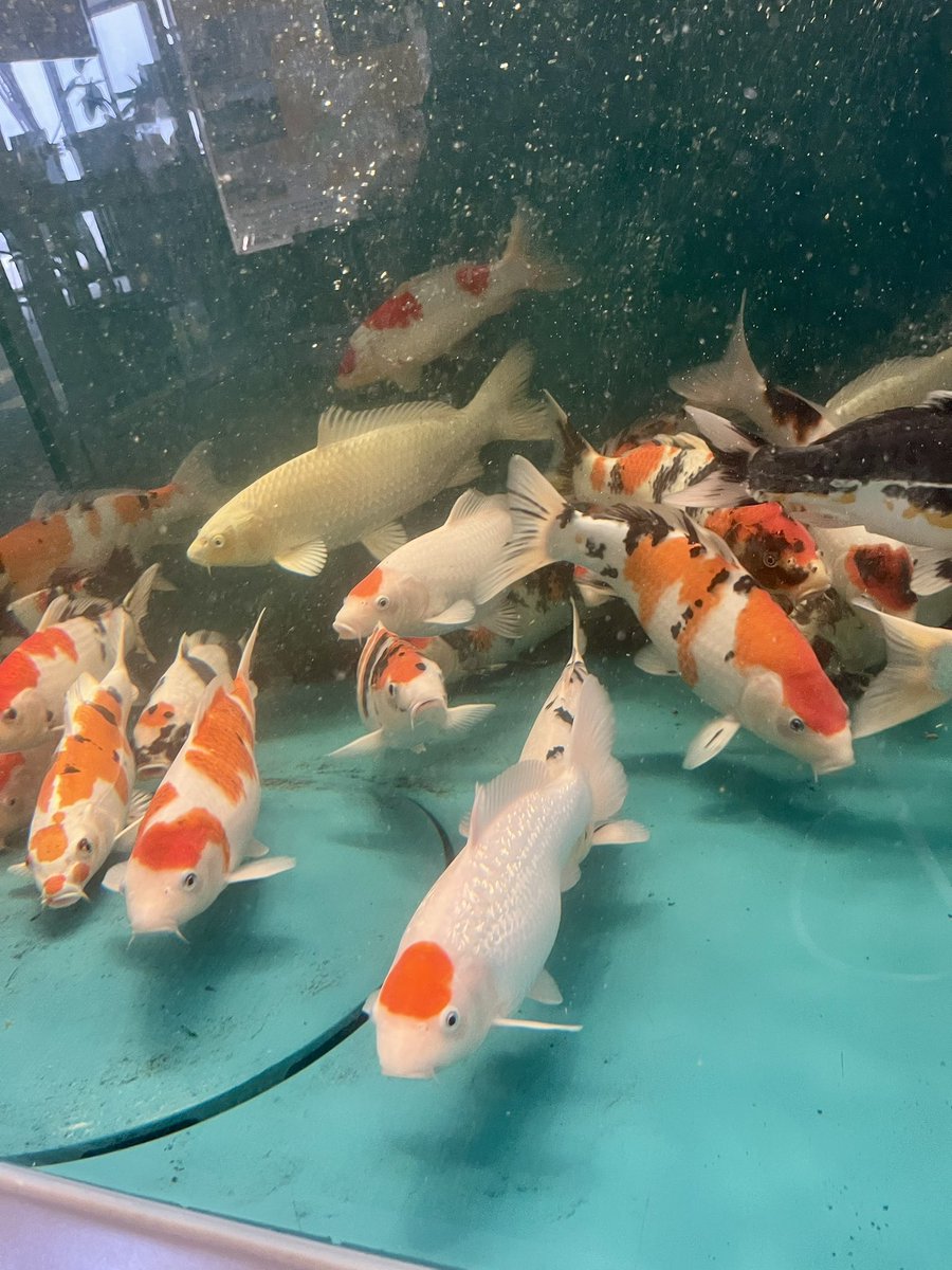 yutaka ikeda tweet media