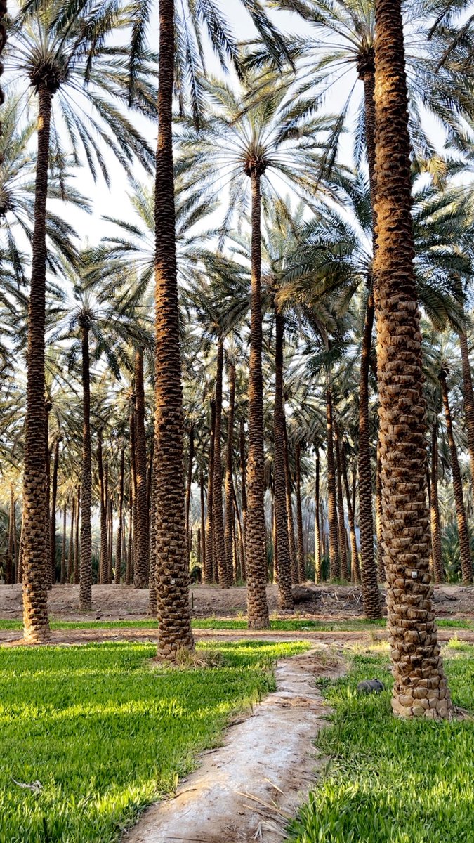 محمد المريزيق tweet media