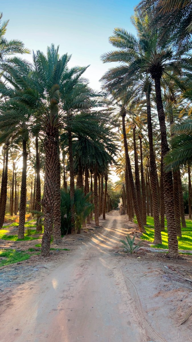 محمد المريزيق tweet media