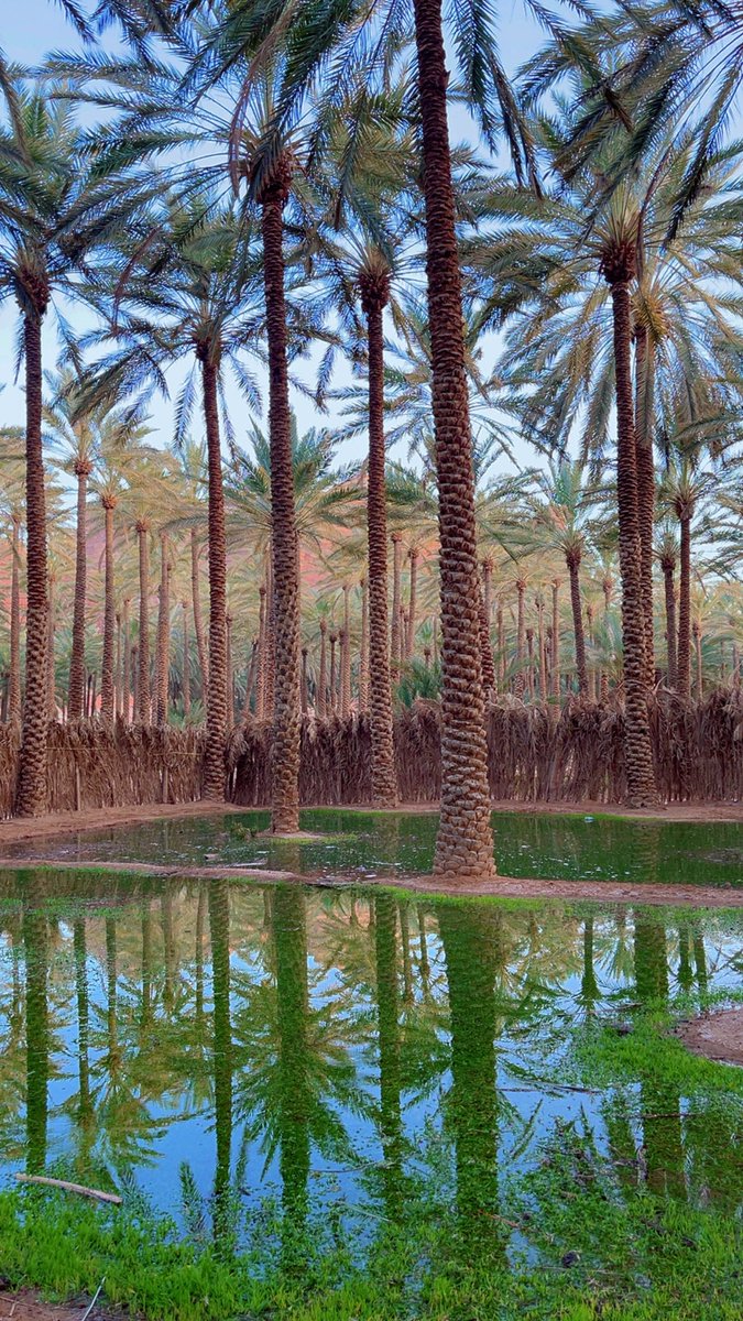 محمد المريزيق tweet media