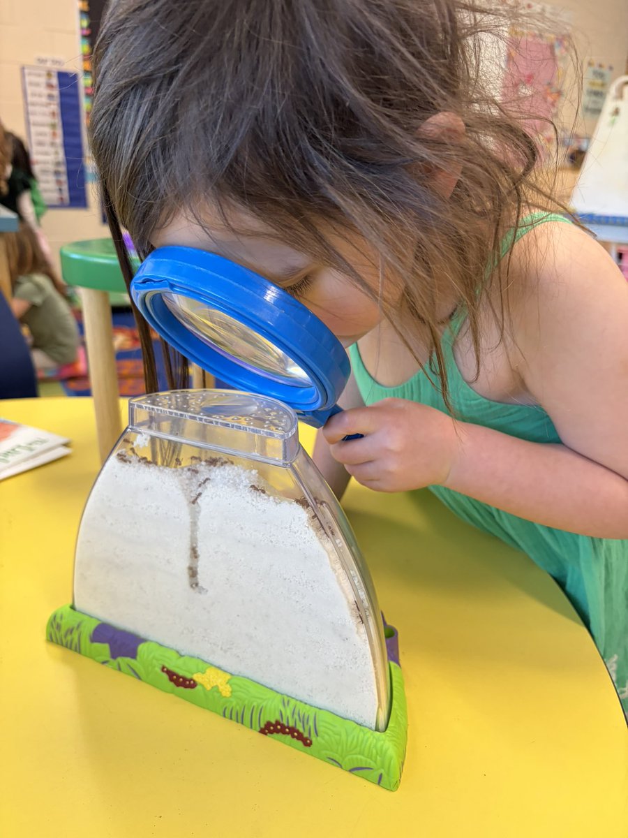 SPosa35's tweet photo. We’re having so much fun studying our ant hill and ladybugs in our classroom as part of our insect study! https://t.co/nU06fRo12b