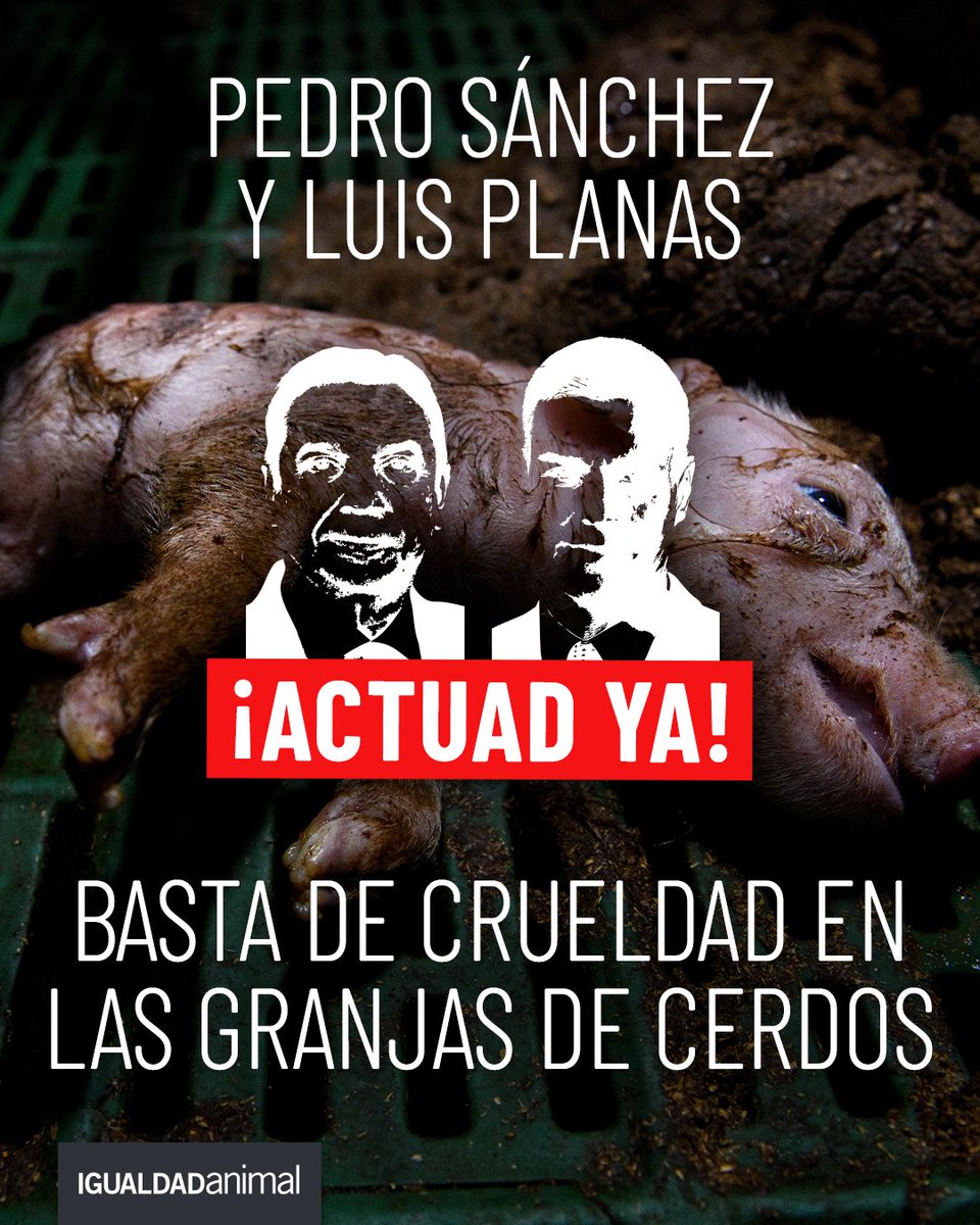 Jesepinkman2's tweet photo. Ministro @LuisPlanas, las imágenes en las granjas de cerdos son una vergüenza. @sanchezcastejon Exigimos medidas reales.  https://t.co/ysPq7Ht2T7 #VergüenzaAnimal #GranjasDeCerdos #ObligadosANacerParaMorir https://t.co/N4vCeylRxw