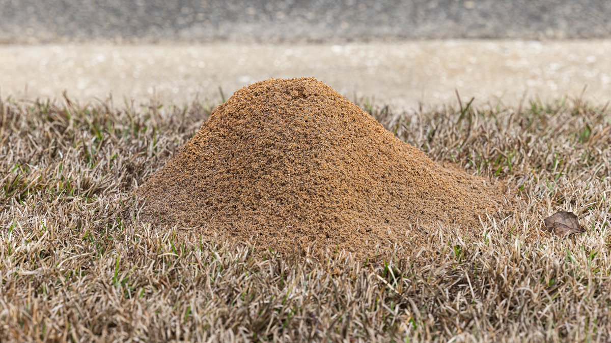 Carolina Turf Lawn and Landscape tweet media