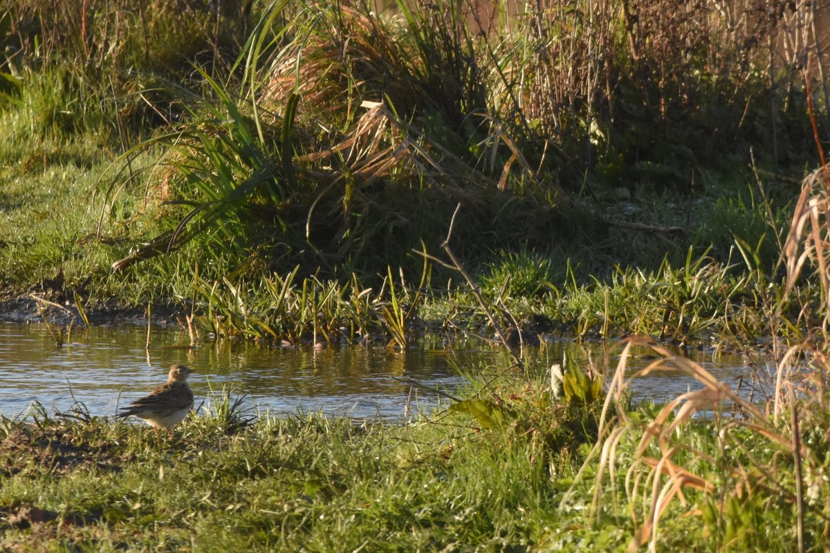 Harshith Parthiban tweet media