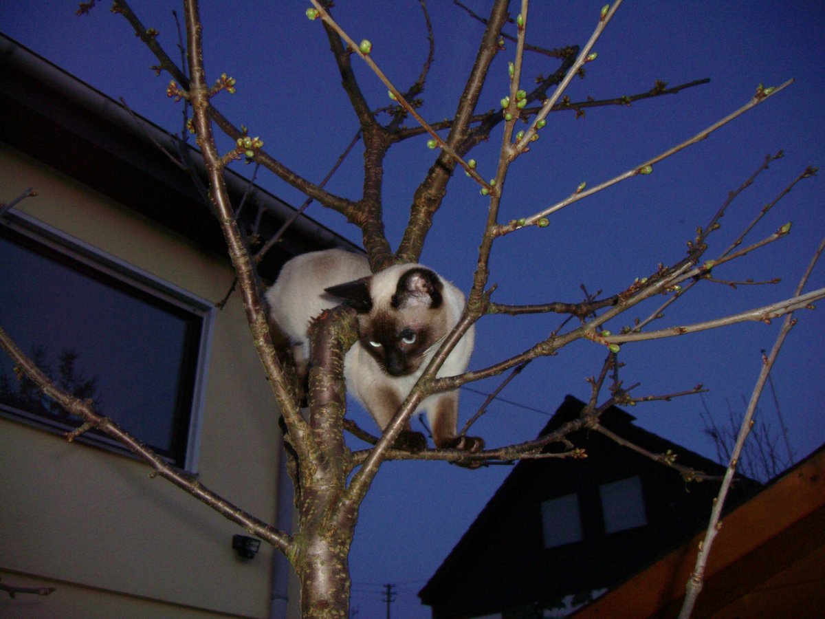 OMG HI KITTY!! tweet media