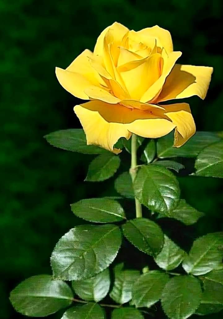 🌻Susana Aguiling🌻 tweet media