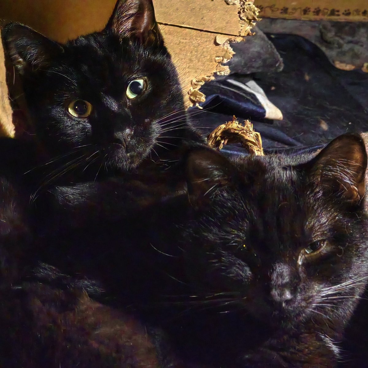 TribeOfMa's tweet image. #TongueOutTuesday 🐾 😽🐻🐻🐻 Good Evening, #cats and significant others 🤞 🌃 #straycats #TNR #adoptdontshop tribeofma.carrd.co #Fundraiser ✨ 🐈 💉 🙀 💉 🤞 🍗 ✨