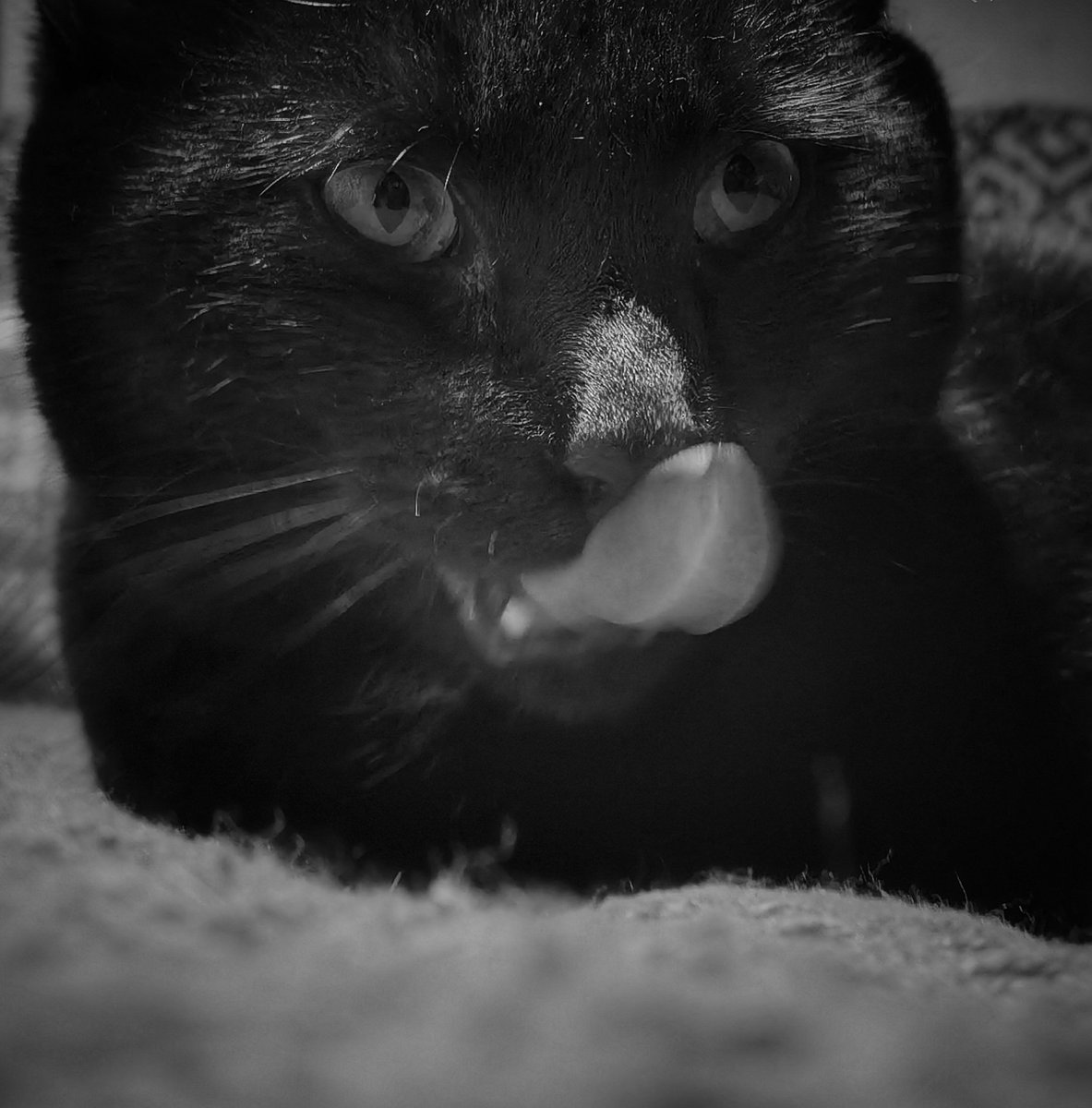 TribeOfMa's tweet image. #TongueOutTuesday 🐾 😽🐻🐻🐻 Good Evening, #cats and significant others 🤞 🌃 #straycats #TNR #adoptdontshop tribeofma.carrd.co #Fundraiser ✨ 🐈 💉 🙀 💉 🤞 🍗 ✨