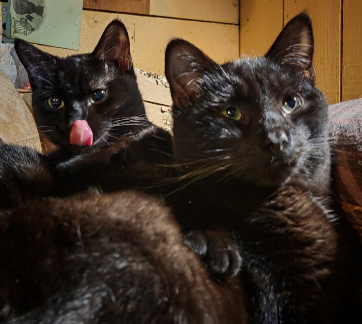 TribeOfMa's tweet image. #TongueOutTuesday 🐾 😽🐻🐻🐻 Good Evening, #cats and significant others 🤞 🌃 #straycats #TNR #adoptdontshop tribeofma.carrd.co #Fundraiser ✨ 🐈 💉 🙀 💉 🤞 🍗 ✨