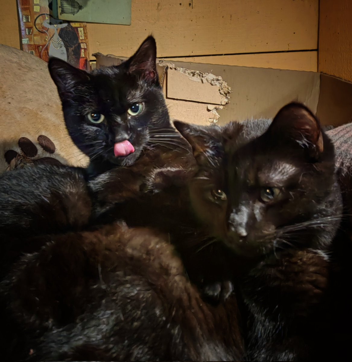 TribeOfMa's tweet image. #TongueOutTuesday 🐾 😽🐻🐻🐻 Good Evening, #cats and significant others 🤞 🌃 #straycats #TNR #adoptdontshop tribeofma.carrd.co #Fundraiser ✨ 🐈 💉 🙀 💉 🤞 🍗 ✨