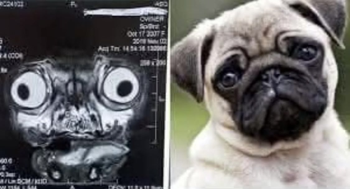 Resonancia magnética craneal de un Pug #perro #pug #curiosidades #felizmartes #17marzo