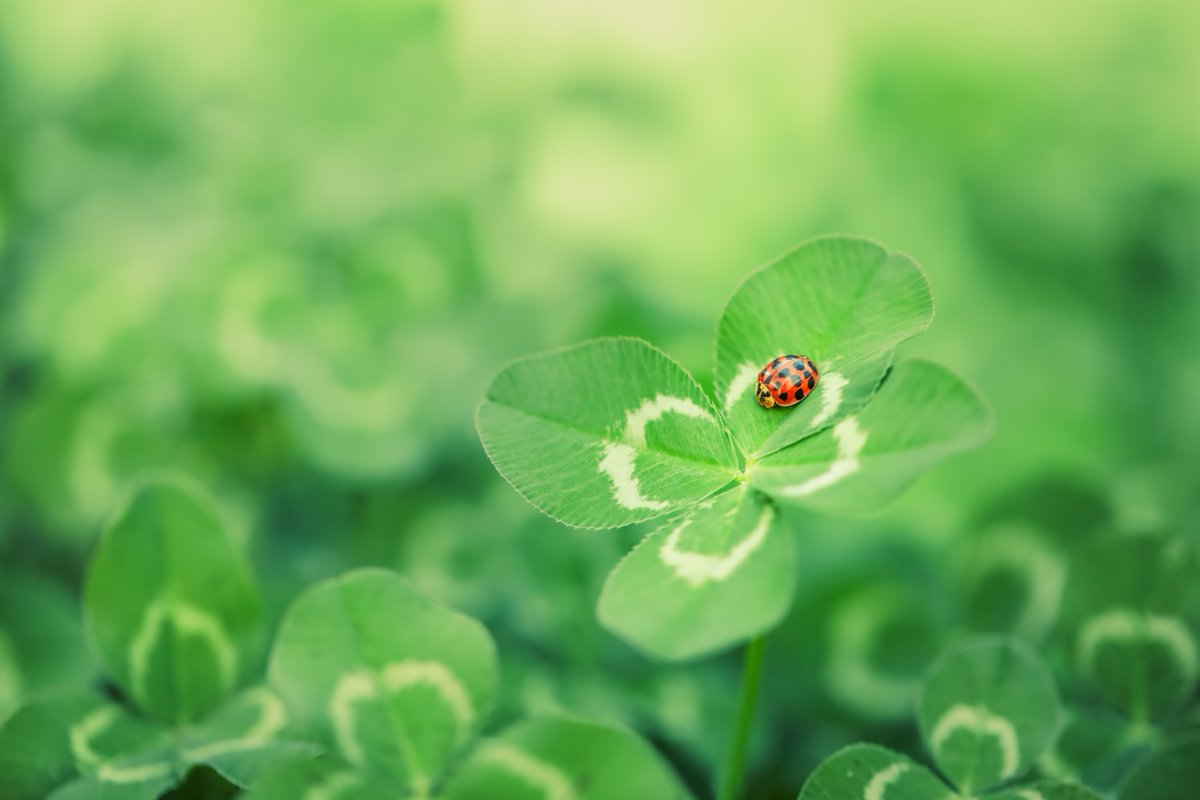 masters_pest's tweet photo. Everyone talks about luck on #StPatricksDay. In #PestControl, preparation is the real advantage.
Early awareness now helps prevent bigger problems later.
#PestManagement #Exterminator #BugBusters #PestPrevention #HomeSafety #EcoFriendlyPestControl #PestFreeHome https://t.co/qVoWuoOYtV