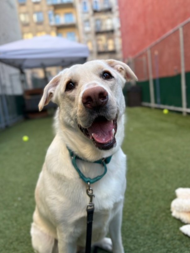 Not the Same tweet media