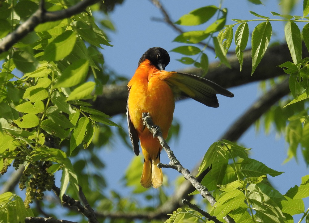 Ontario Parks tweet media