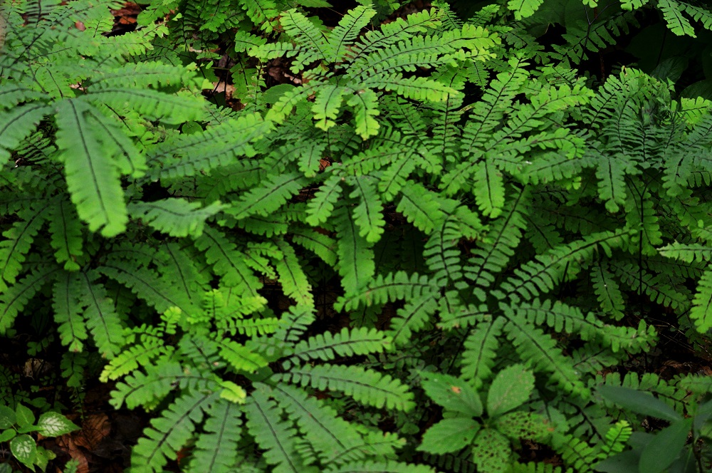 Ontario Parks tweet media