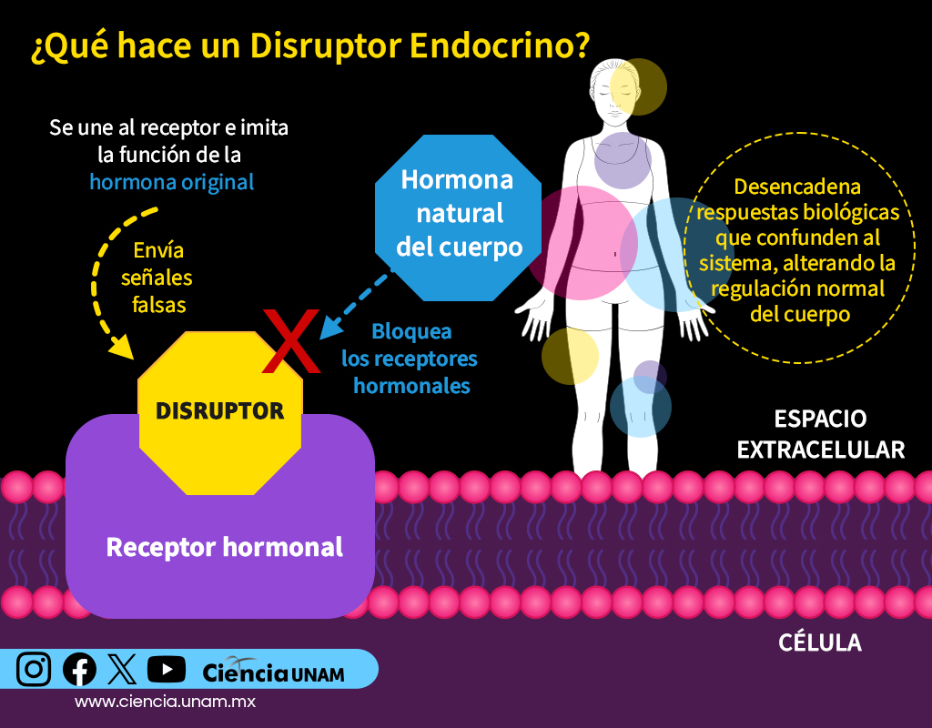 Ciencia_UNAM's tweet photo. #Salud | ¿Has oído hablar de los disruptores endocrinos? Se les ha vinculado con trastornos metabólicos, cardiovasculares y del desarrollo neurológico, disfunción tiroidea, problemas reproductivos, cáncer y + riesgo de padecer diversas enfermedades graves
https://t.co/1DvkT1Syvh https://t.co/YiSSqReUkL