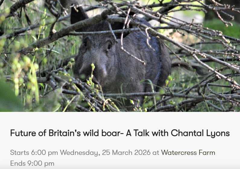 Chantal Lyons tweet media