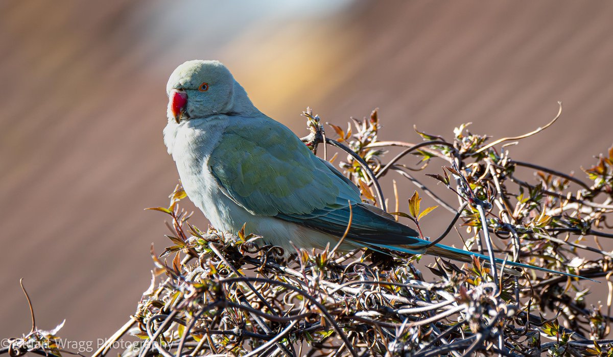 Stuart Wragg tweet media