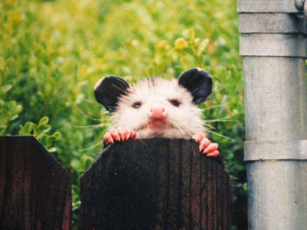 Possumeveryhour.io tweet media