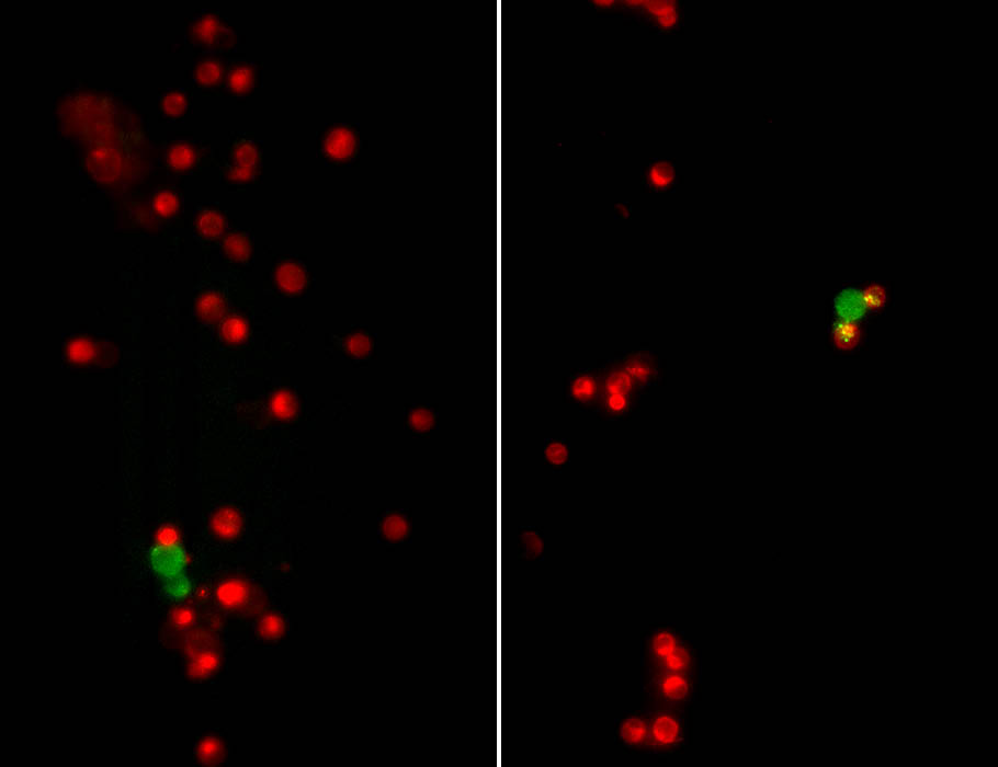 Science Translational Medicine tweet media