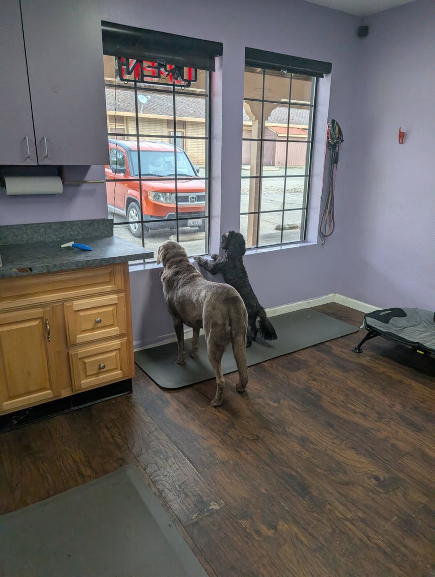 SoggieDoggie_'s tweet image. Your pup deserves more than just food and water when you’re away. Our dog sitters give love, attention, and play. Schedule with us today and make sure your best friend is never lonely! #DogSitter
doggroominggrassvalley.com/about_us