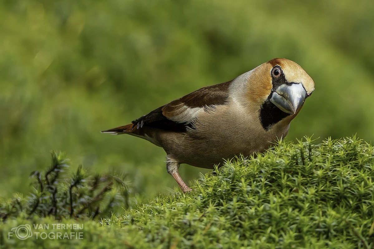 #appelvink #hawfinch #vogelfotografienederland #birds #coccothraustes #mooistefotovannederland #natuurfotografie_nl #derooijfotografie #wildlife #nikon #zoomnl #nationalgeographic #photooftheday
#instagood
#nofilter
#tbt
#igers
#picoftheday
#nature