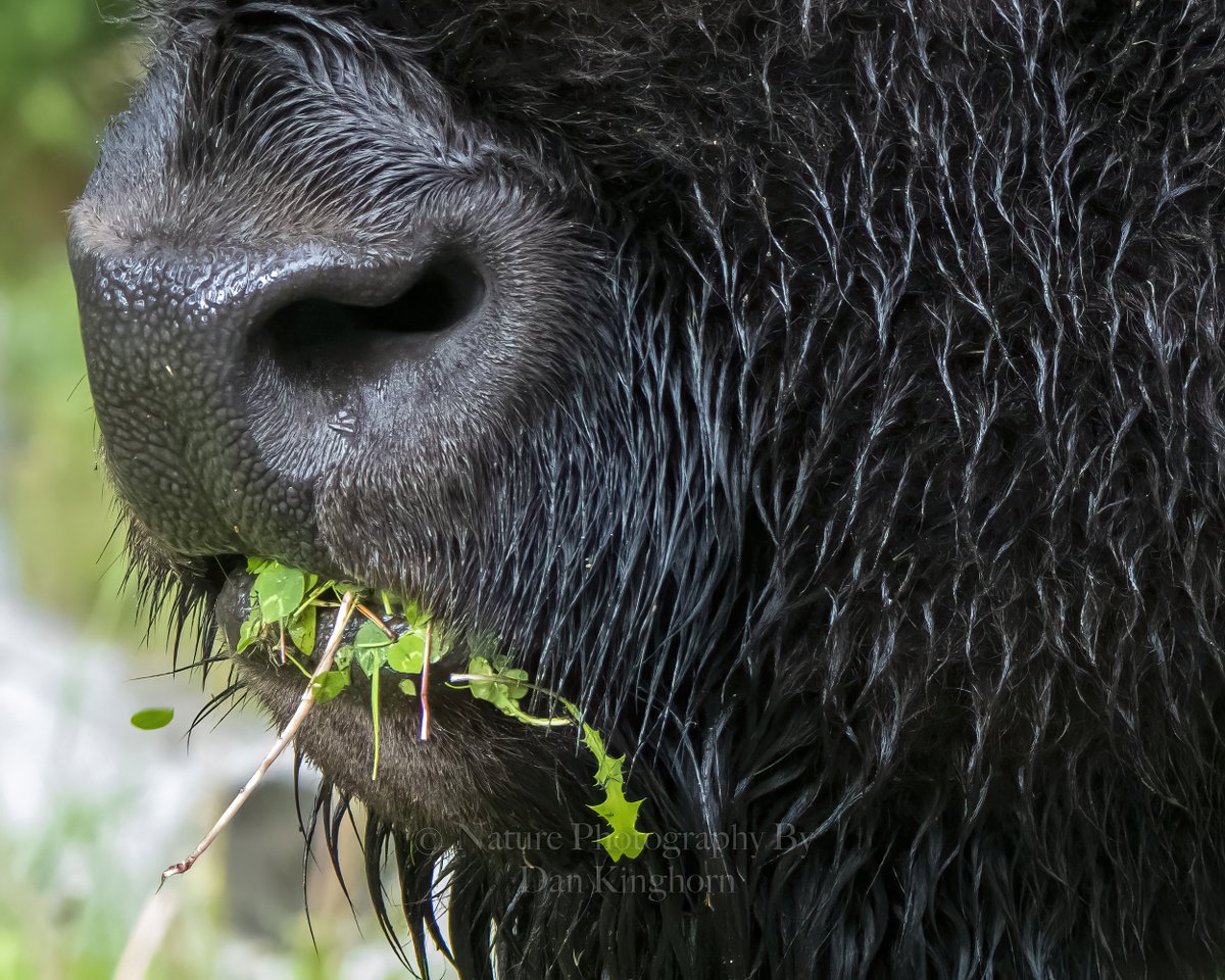 Dan Kinghorn tweet media