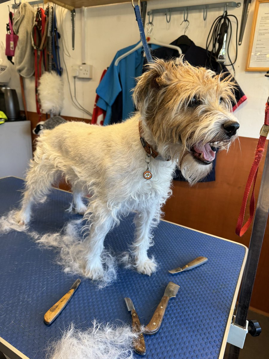 Pebble PR Terrier tweet media