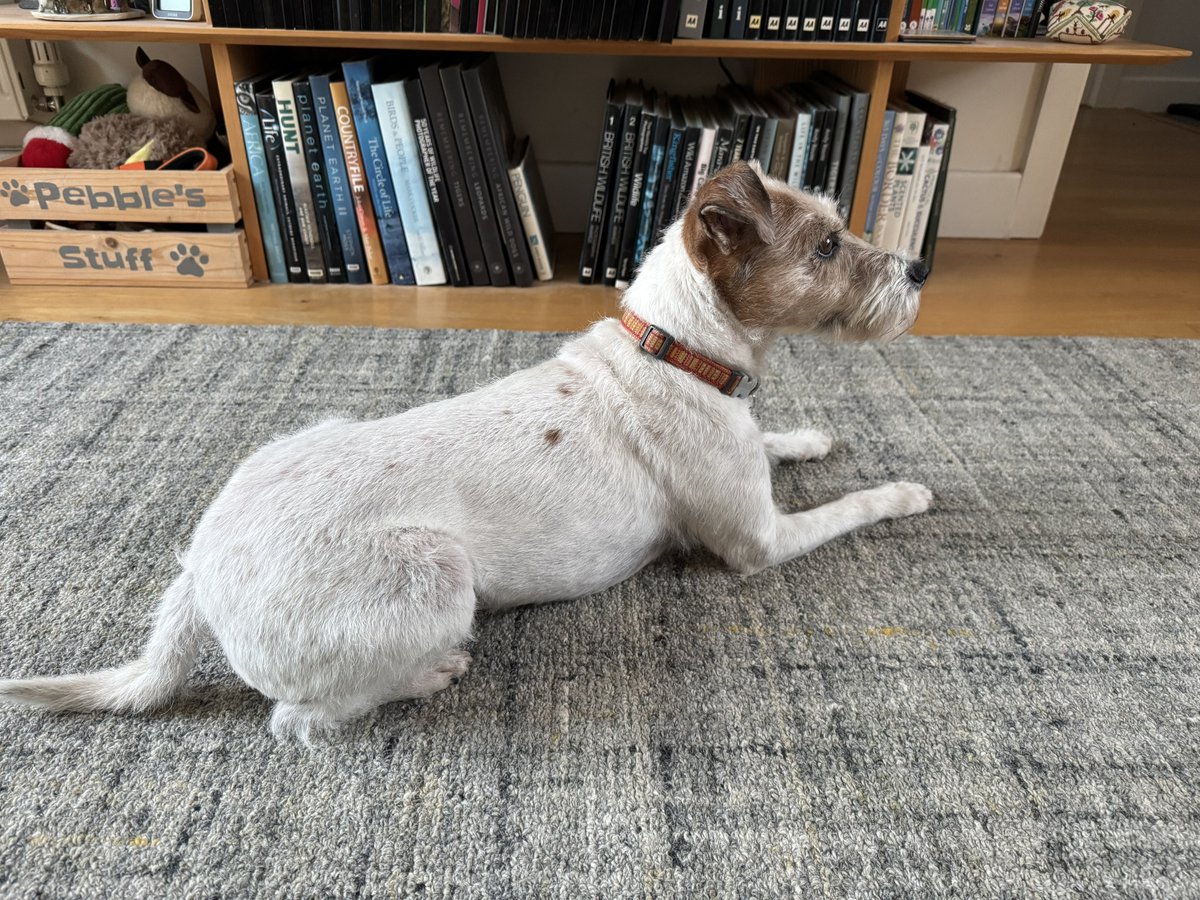 Pebble PR Terrier tweet media