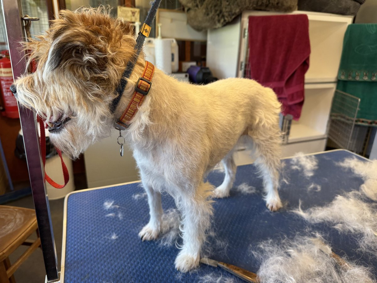 Pebble PR Terrier tweet media