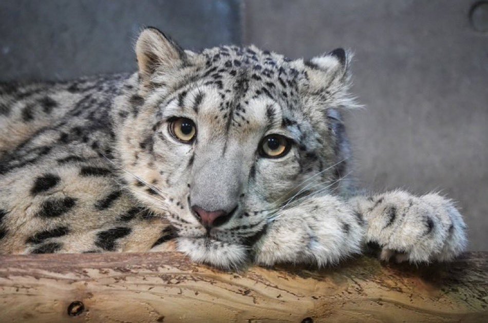 Leo 🥏❄️🐯 tweet media