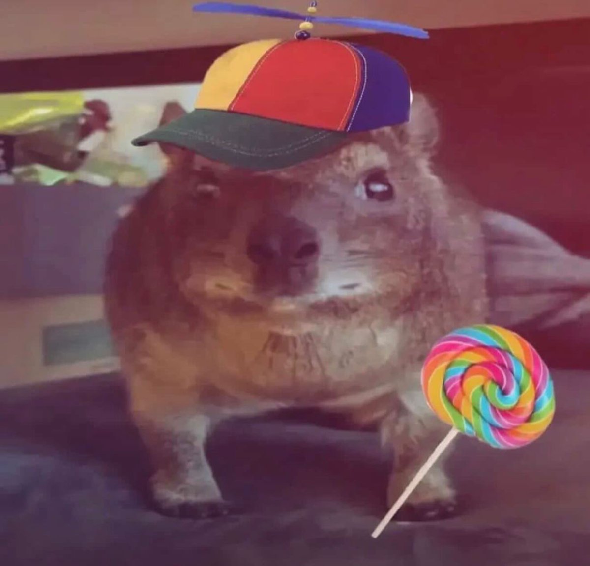 Cat-gendo tweet media