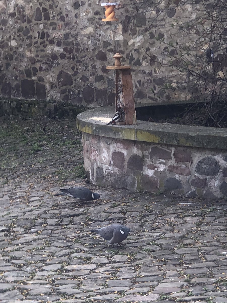 FeinschmeckerPiepsis
Keine Haferflocken
Keine Hirse
Nur Sonnenblumenkerne
