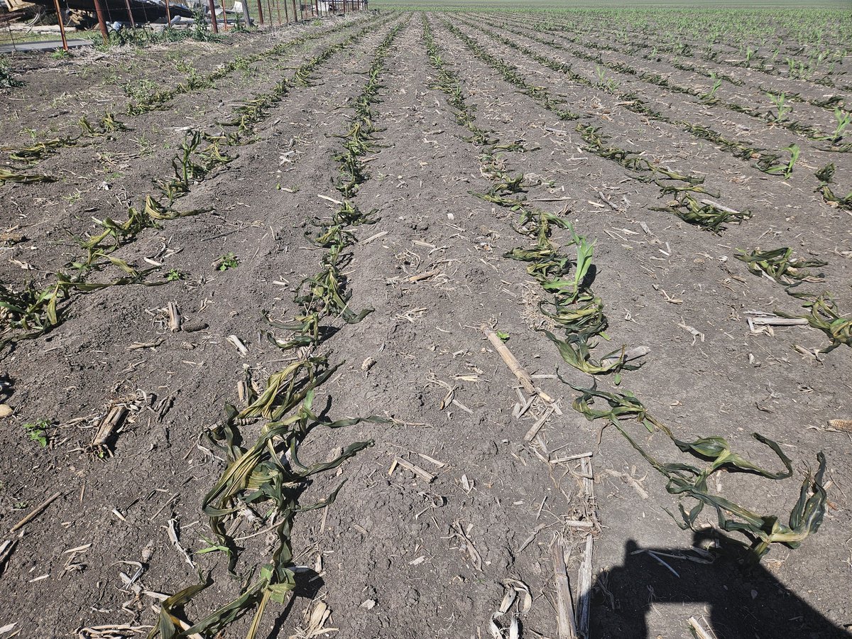 Allen Meissner tweet media