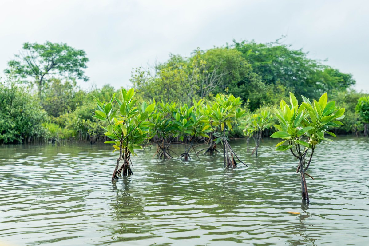 UNEP Cartagena Convention & Caribbean Enviro Prog. tweet media
