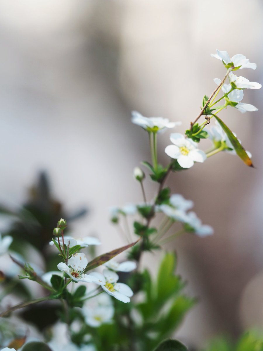 2026年3月18日
✽✽✽

#花写真【雪柳】
#花言葉…〈愛らしさ〉
#TLを花でいっぱいにしよう

✽✽✽