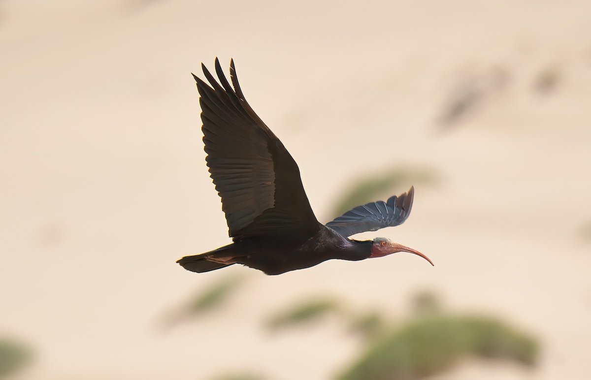 Dennis Morrison tweet media