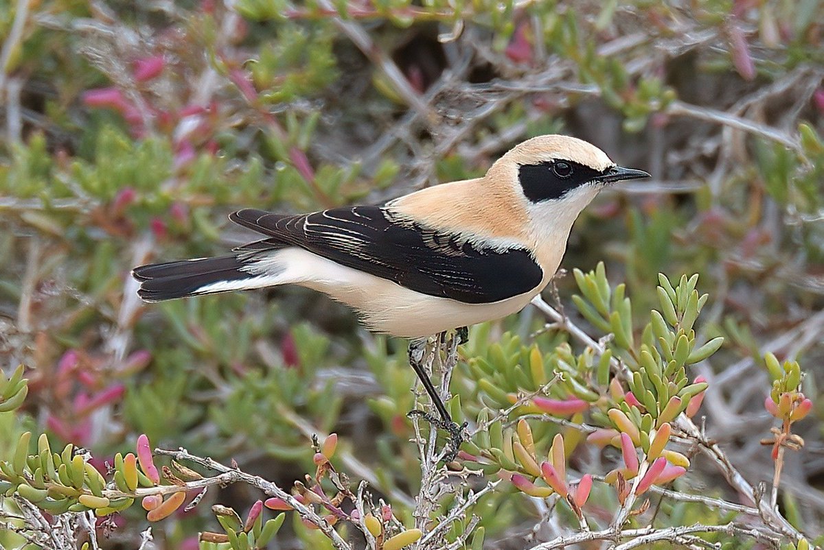 Dennis Morrison tweet media