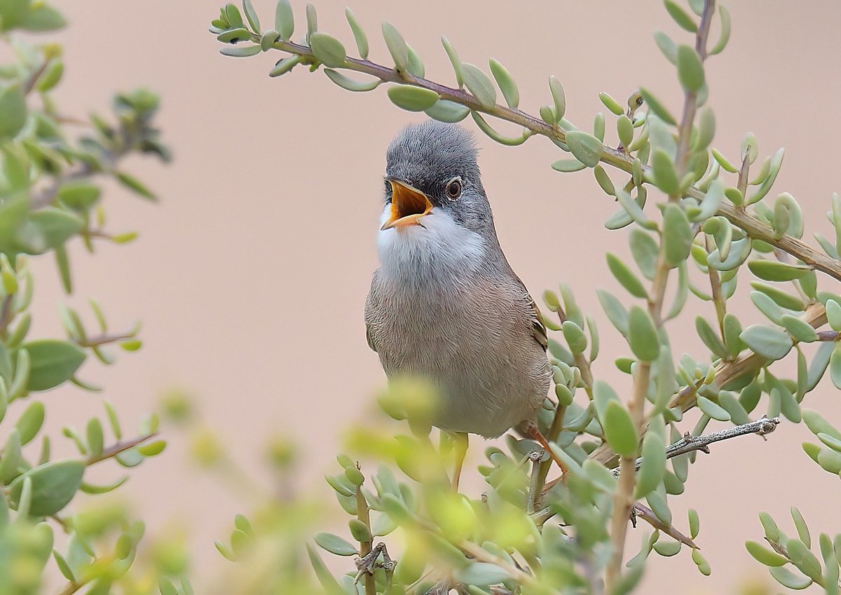 Dennis Morrison tweet media