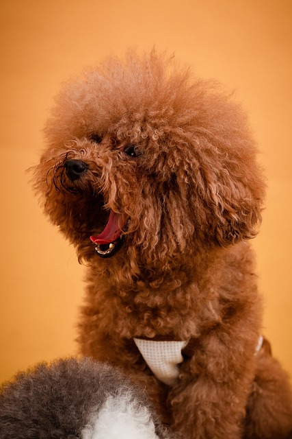 Daniel Marquis tweet media