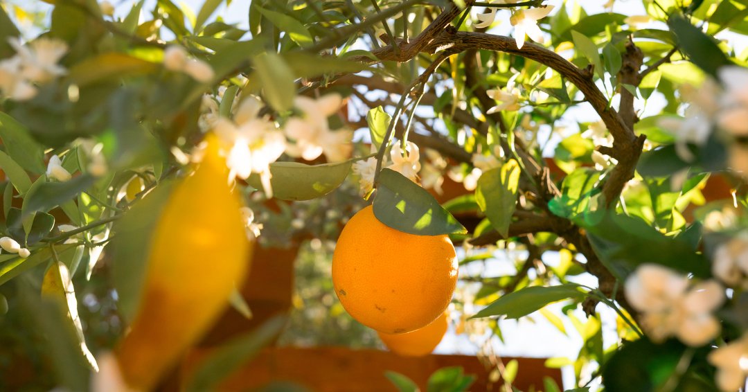 CA Office of the Small Business Advocate (CalOSBA) tweet media