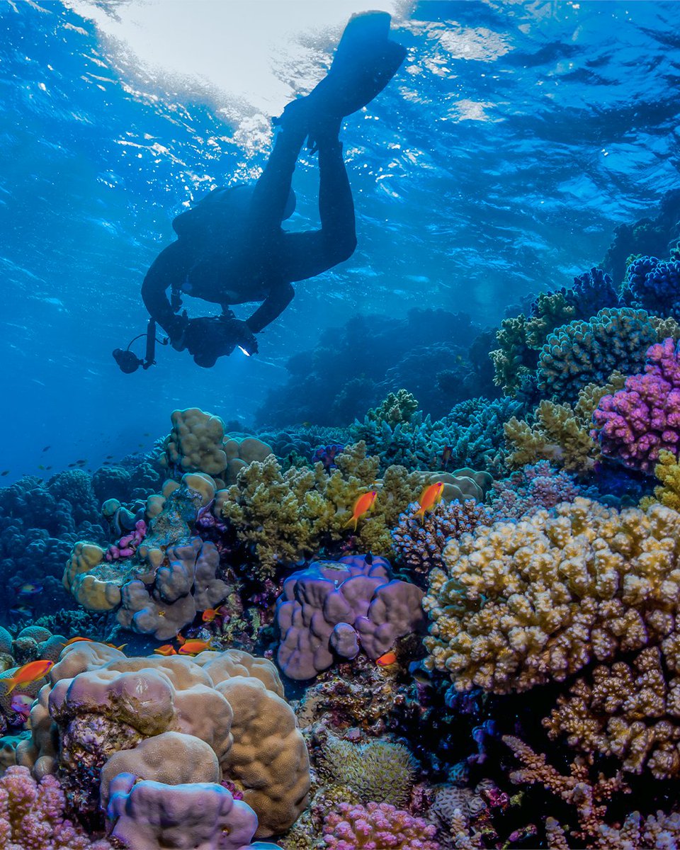 Visit Saudi tweet media