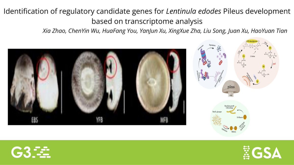 Genetics Society of America tweet media
